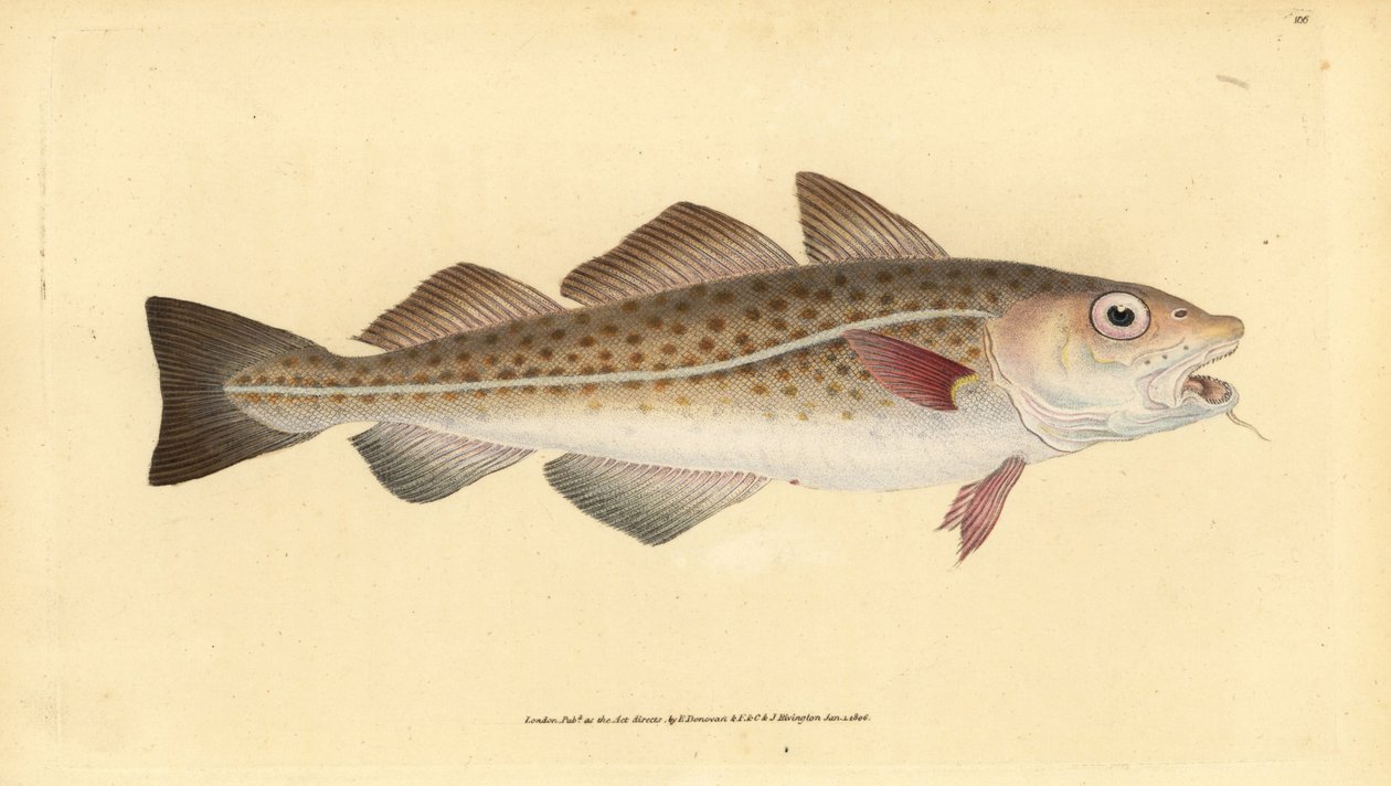 Atlanttorsk eller torskfisk. Gadus morhua. Sårbar. Handfärgad kopparplåt ritad och graverad av Edward Donovan från hans Natural History of British Fishes, Donovan och F.C. och J. Rivington, London av Edward Donovan