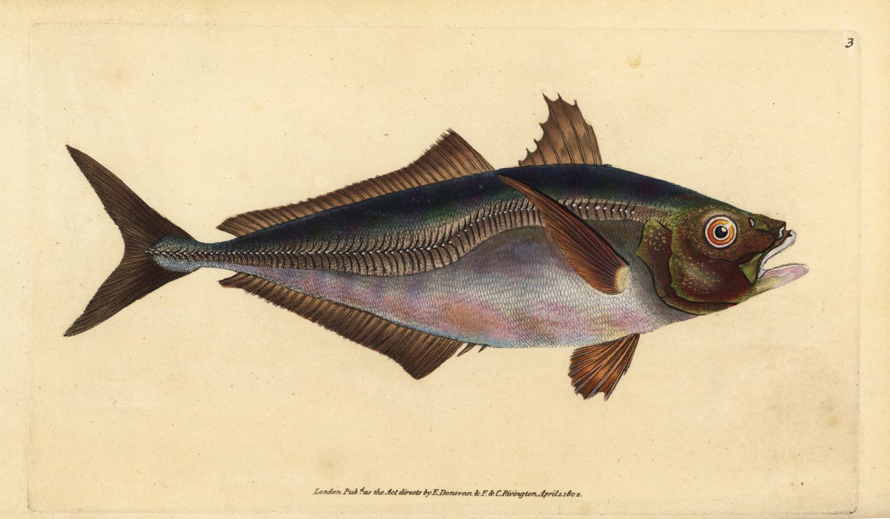 Atlantisk taggmakrill, Trachurus trachurus (Scad, Scomber trachurus). Handfärgad kopparplåt ritad och graverad av Edward Donovan från hans Natural History of British Fishes, Donovan och F.C. och J. Rivington, London av Edward Donovan