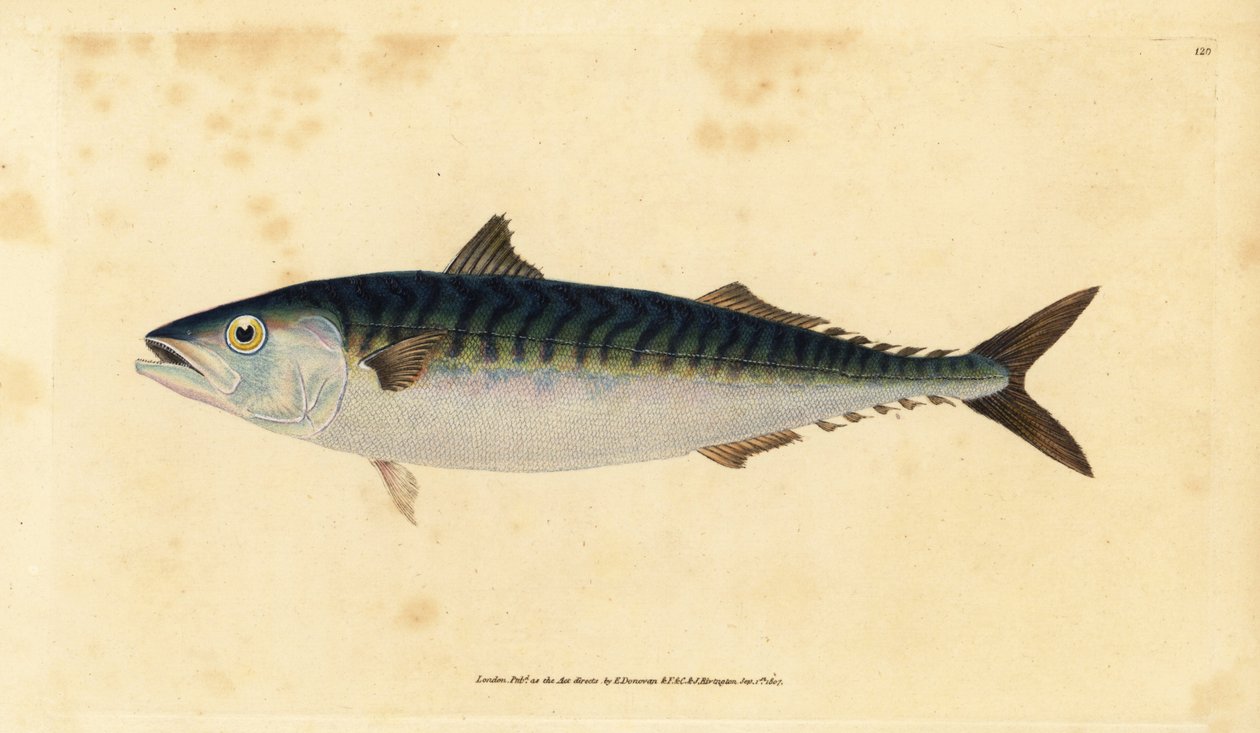 Atlantisk makrill, Scomber scombrus (Mackarel, Scomber scomber). Handfärgad kopparplåt ritad och graverad av Edward Donovan från hans Natural History of British Fishes, Donovan och F.C. och J. Rivington, London av Edward Donovan