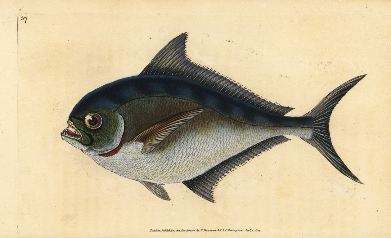 Atlantisk pomfret, Brama brama (Rays tandade förgyllda huvud, Sparus raii). Handfärgad kopparplåt ritad och graverad av Edward Donovan från hans Natural History of British Fishes, Donovan och F.C. och J. Rivington, London av Edward Donovan