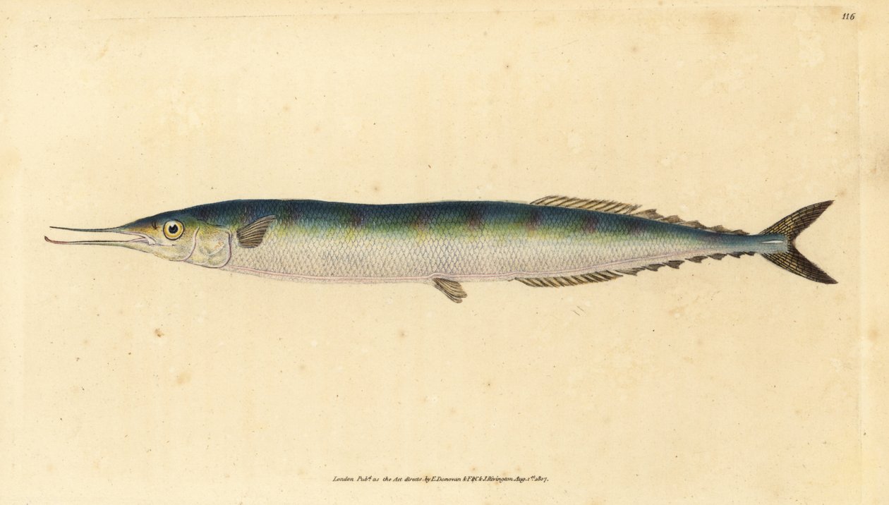 Atlantisk saury, Scomberesox saurus saurus (Skippergädda, Esox saurus). Handfärgad kopparplåt ritad och graverad av Edward Donovan från hans Natural History of British Fishes, Donovan och F.C. och J. Rivington, London av Edward Donovan
