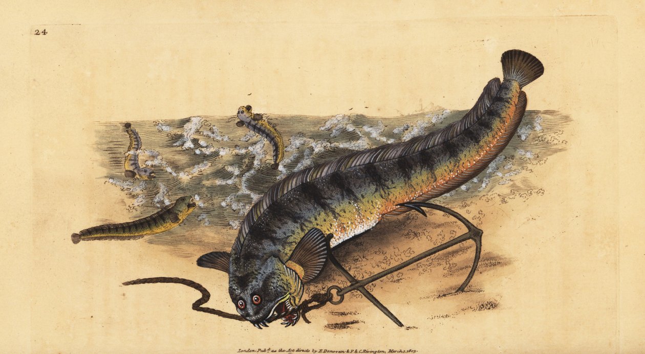 Atlantisk sjövarg eller randig sjövarg, Anarhichas lupus. Handfärgad kopparplåt ritad och graverad av Edward Donovan från hans Natural History of British Fishes, Donovan och F.C. och J. Rivington, London av Edward Donovan