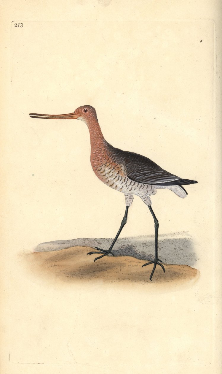 Stångsvansspov (hona), Limosa lapponica. Handfärgad kopparplåt ritad och graverad av Edward Donovan från hans egen "Natural History of British Birds", London av Edward Donovan