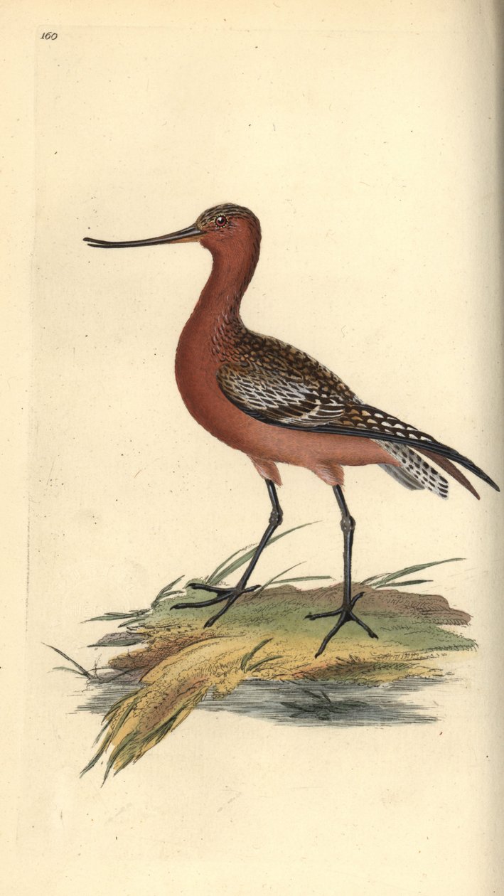 Stångsvansspov, Limosa lapponica. Handfärgad kopparplåt ritad och graverad av Edward Donovan från hans egen "Natural History of British Birds", London av Edward Donovan