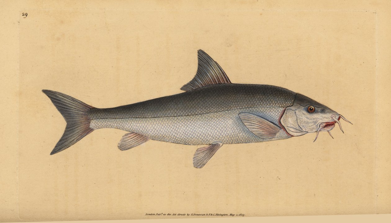 Skäggstång, skäggig skäggig (Cyprinus skäggig). Handfärgad kopparplåt ritad och graverad av Edward Donovan från hans Natural History of British Fishes, Donovan och F.C. och J. Rivington, London av Edward Donovan