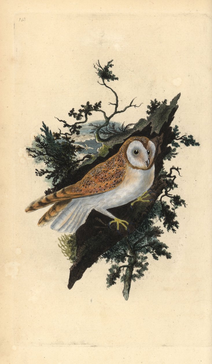 Tornuggla, Tyto alba. Handfärgad kopparplåt ritad och graverad av Edward Donovan från hans egen "Natural History of British Birds", London av Edward Donovan