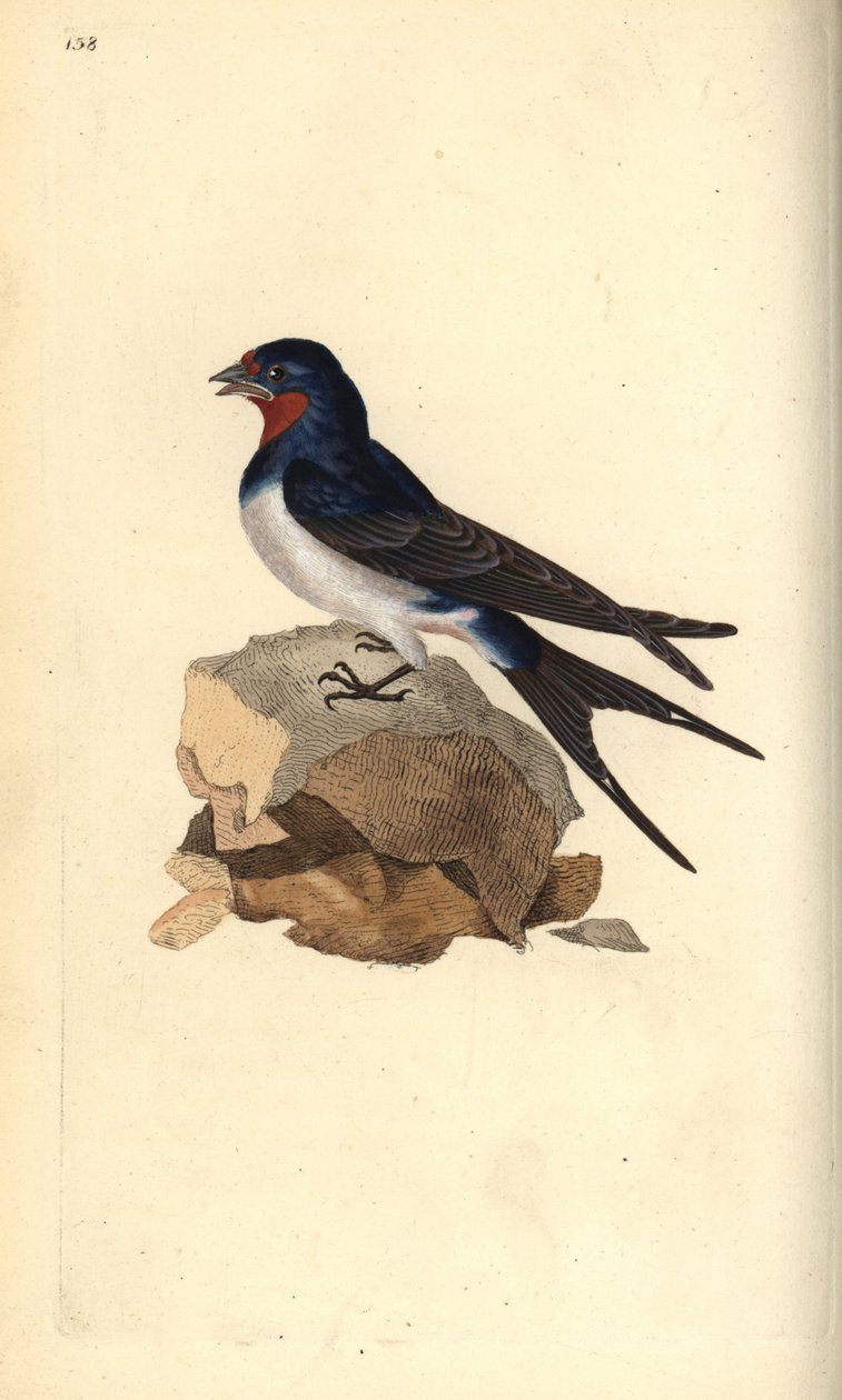 Ladugårdssvala, Hirundo rustica. Handfärgad kopparplåt ritad och graverad av Edward Donovan från hans egen "Natural History of British Birds", London av Edward Donovan