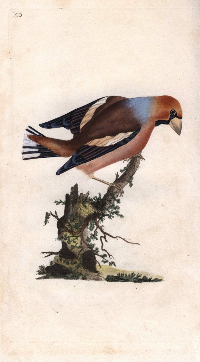 Stor näbb bryter kärnan. Coccothrausts (Loxia coccothrausts). Kopparstick av Edward Donovan (1768-1837), publicerad i Natural History of British Birds, London av Edward Donovan