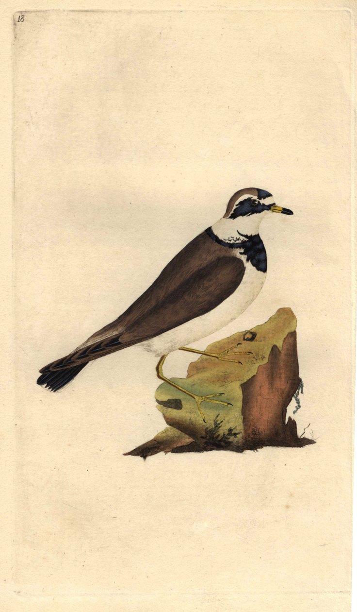 Stort grus. Charadrius hiaticula. Kopparstick av Edward Donovan (1768-1837), publicerad i Natural History of British Birds, London av Edward Donovan