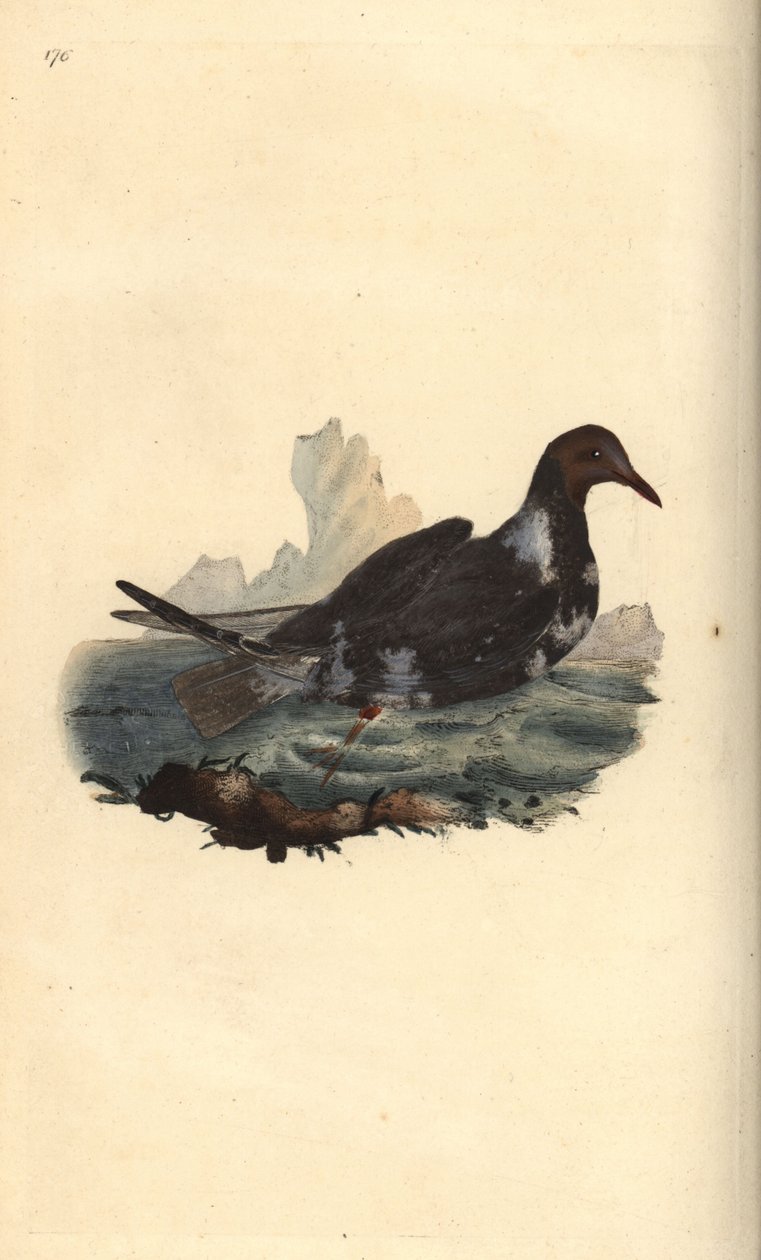 Svarthuvudmås, Chroicocephalus ridibundus, i sommarfjäderdräkt med brunt huvud. Handfärgad kopparplåt ritad och graverad av Edward Donovan från hans egen "Natural History of British Birds", London av Edward Donovan