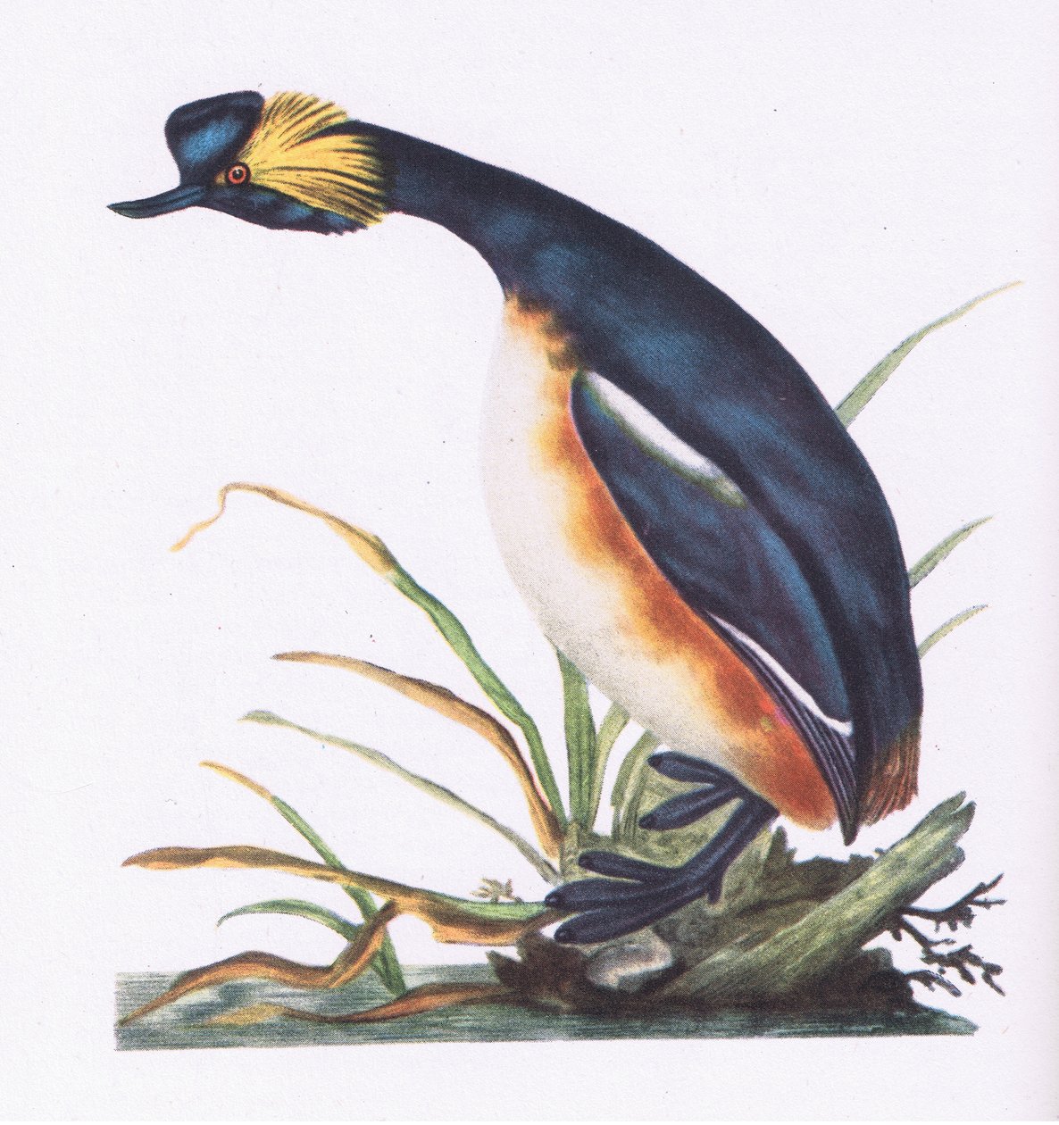 Black Necked Grebe, Nature in Britain publicerad av Collins, 1946 av Edward Donovan