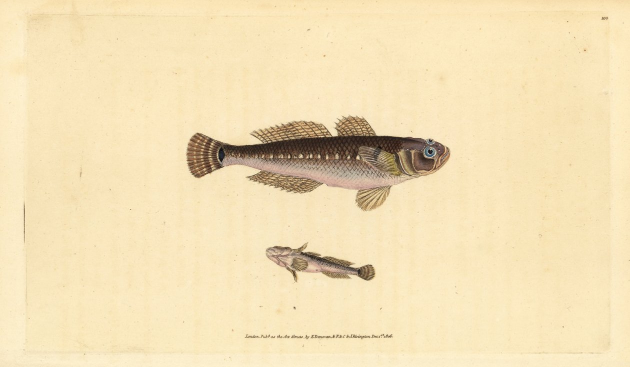 Svart kutling, Gobius niger. Handfärgad kopparplåt ritad och graverad av Edward Donovan från hans Natural History of British Fishes, Donovan och F.C. och J. Rivington, London av Edward Donovan
