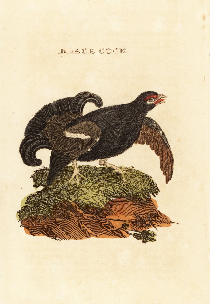 Orre, Tetrao tetrix av Edward Donovan