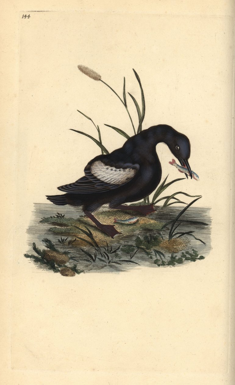 Svart sillgrissla eller tystie, Cepphus grylle, med fisk i näbben. Handfärgad kopparplåt ritad och graverad av Edward Donovan från hans egen "Natural History of British Birds", London av Edward Donovan