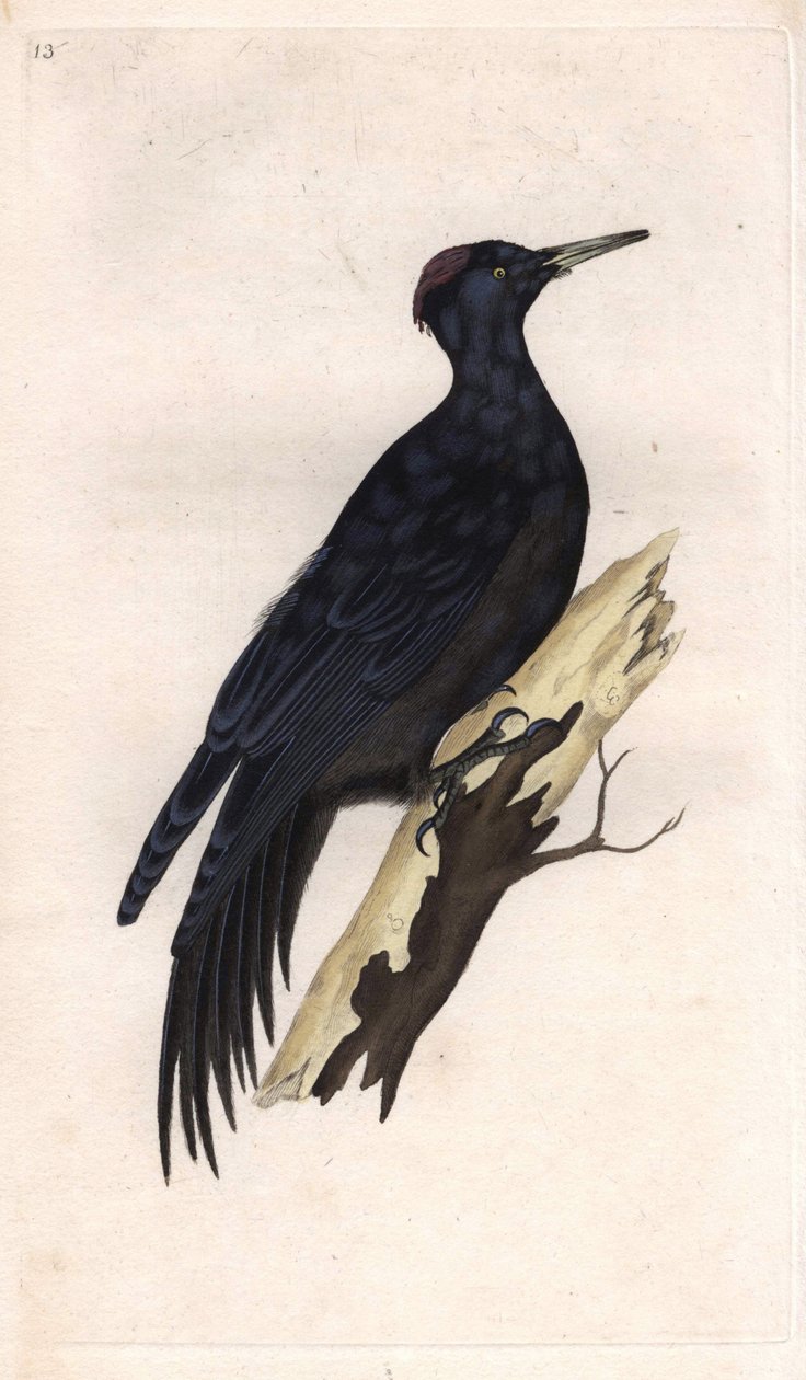 Svart topp. Dryocopus martius (Picus martius). Kopparstick av Edward Donovan (1768-1837), publicerad i Natural History of British Birds, London av Edward Donovan