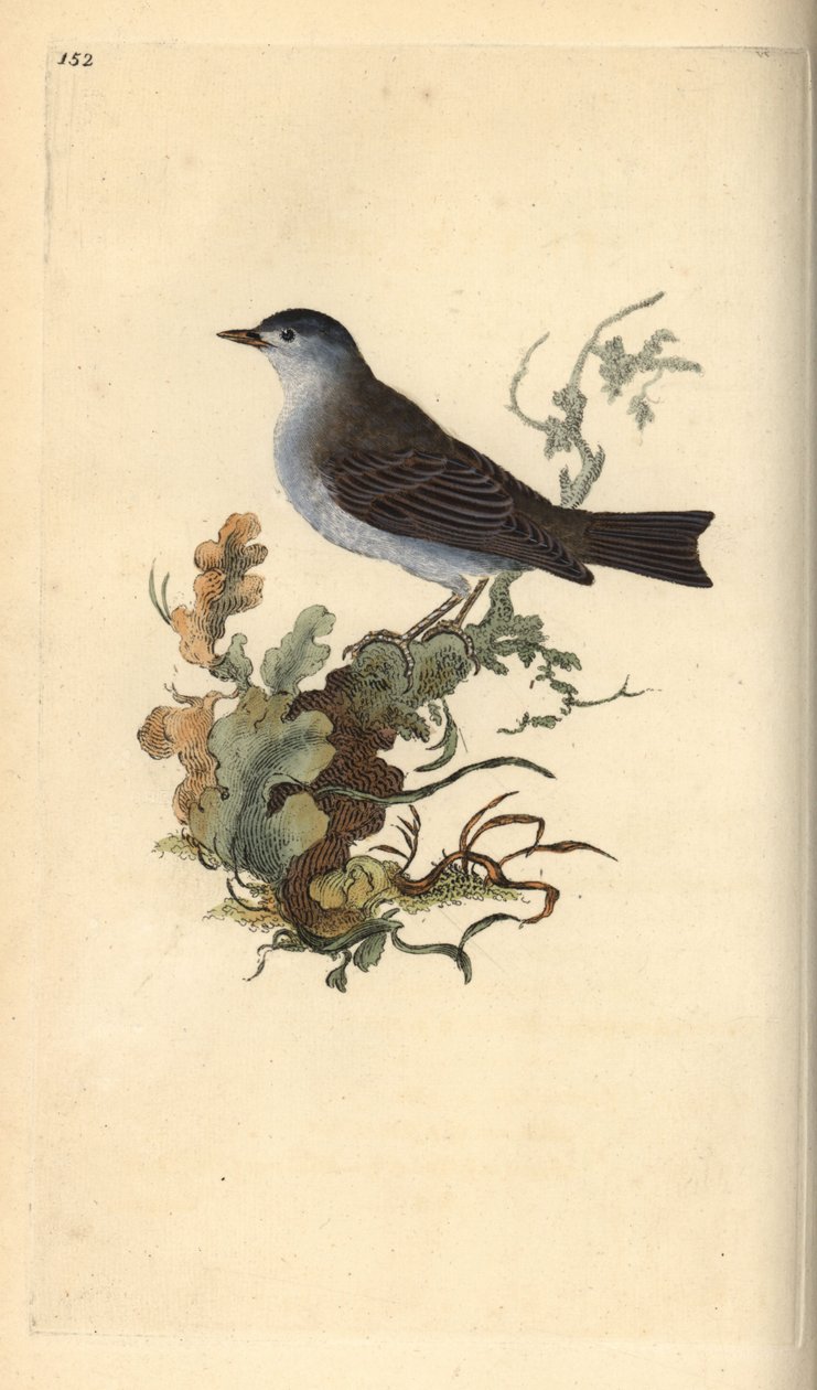 Svartmössa, Sylvia atricapilla. Handfärgad kopparplåt ritad och graverad av Edward Donovan från hans egen "Natural History of British Birds", London av Edward Donovan
