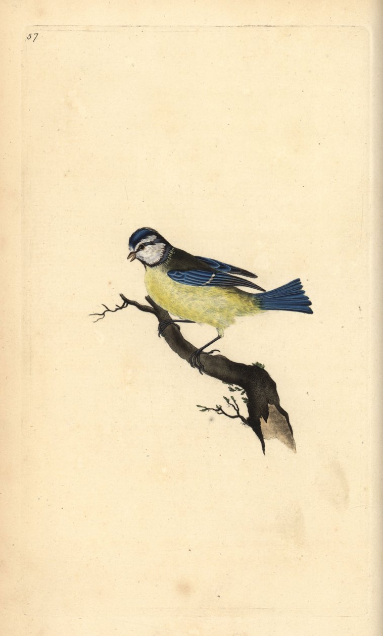 Blåmes, Cyanistes caeruleus. Handfärgad kopparplåt ritad och graverad av Edward Donovan från hans egen "Natural History of British Birds", London av Edward Donovan