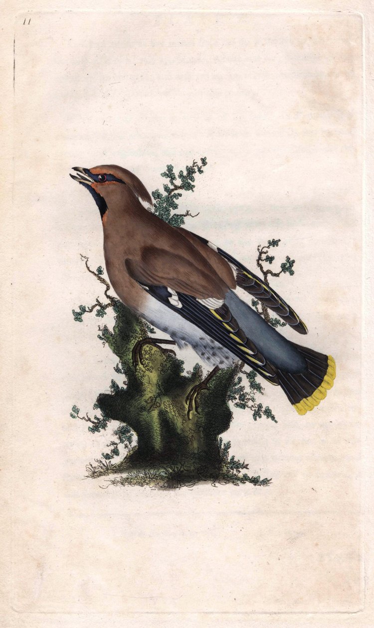 Boreal jaspis. Bombycilla garrulus (Ampelis garrulus). Kopparstick av Edward Donovan (1768-1837), publicerad i Natural History of British Birds, London av Edward Donovan