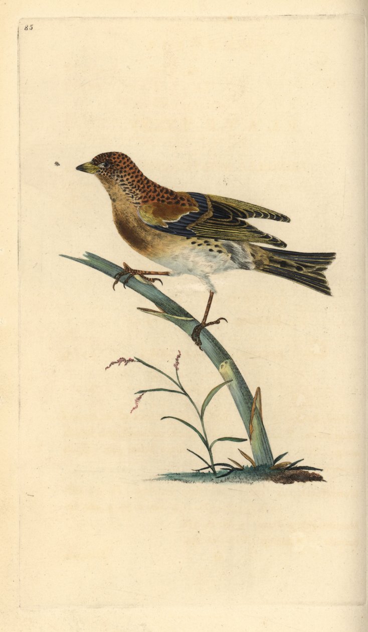 Brambling, Fringilla montifringilla. Handfärgad kopparplåt ritad och graverad av Edward Donovan från hans egen "Natural History of British Birds", London av Edward Donovan