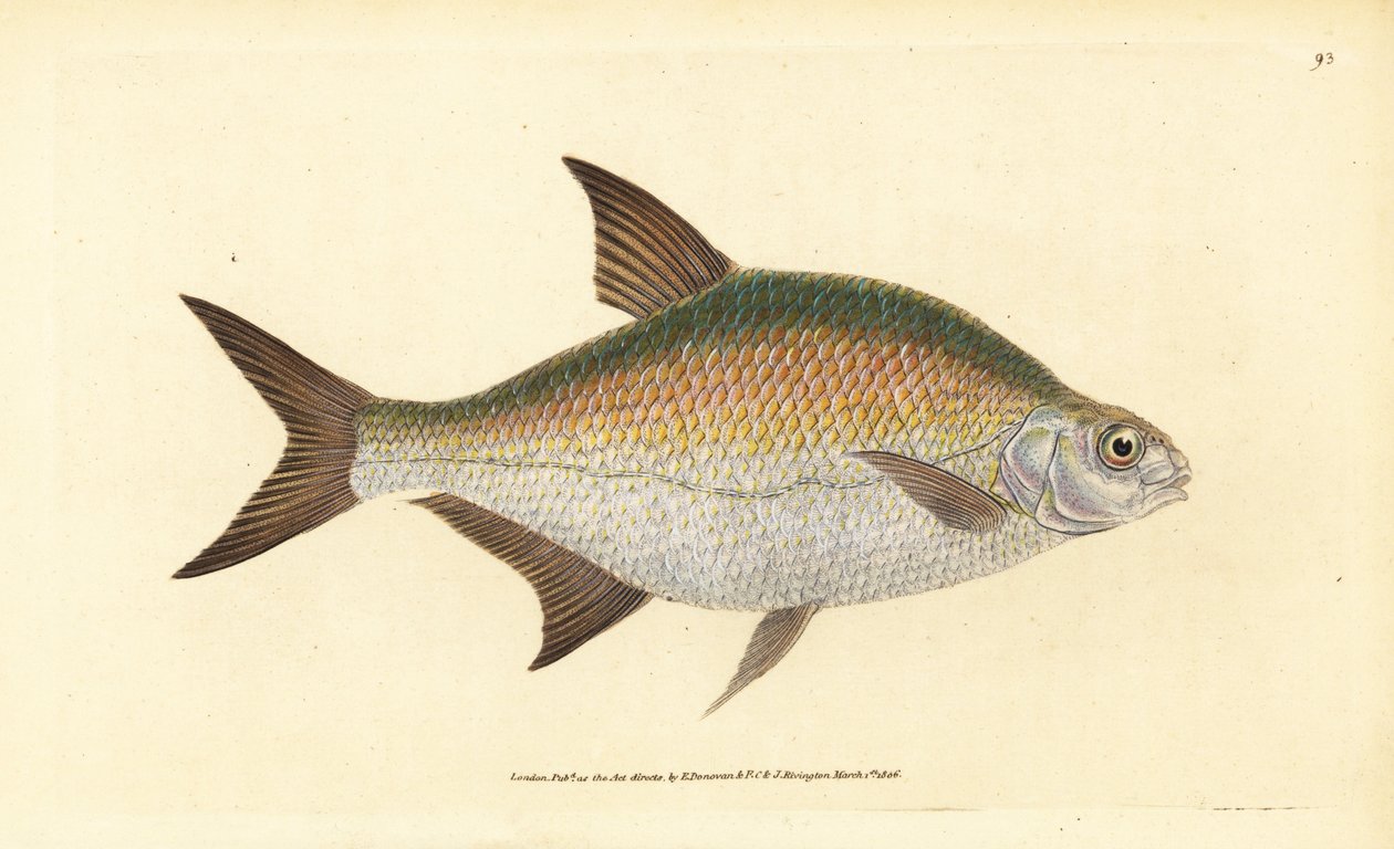 Braxen, Abramis brama (Cyprinus brama). Handfärgad kopparplåt ritad och graverad av Edward Donovan från hans Natural History of British Fishes, Donovan och F.C. och J. Rivington, London av Edward Donovan