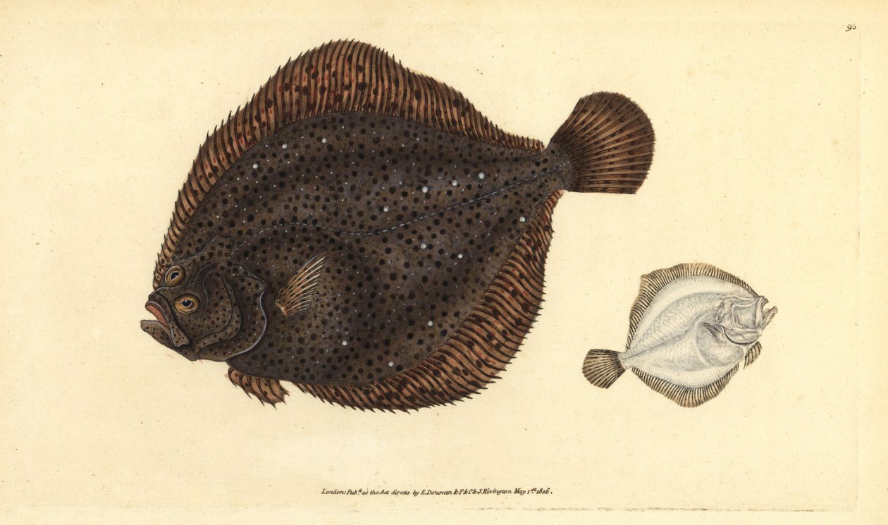 Brill eller pärla, Scophthalmus rhombus (Pleuronectes rhombus). Handfärgad kopparplåt ritad och graverad av Edward Donovan från hans Natural History of British Fishes, Donovan och F.C. och J. Rivington, London av Edward Donovan