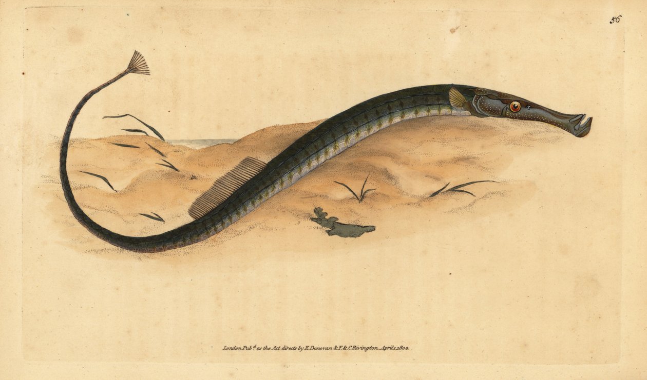 Brednosig eller kortare pipfisk. Syngnathus-tyfl. Handfärgad kopparplåt ritad och graverad av Edward Donovan från hans Natural History of British Fishes, Donovan och F.C. och J. Rivington, London av Edward Donovan