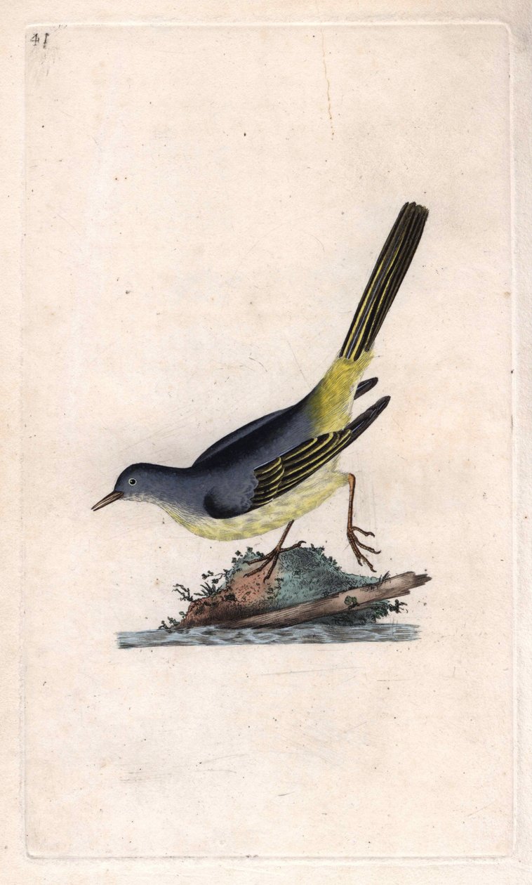 Brook Shepherd. Motacilla cinerea (Motacilla boarula). Kopparstick av Edward Donovan (1768-1837), publicerad i Natural History of British Birds, London av Edward Donovan