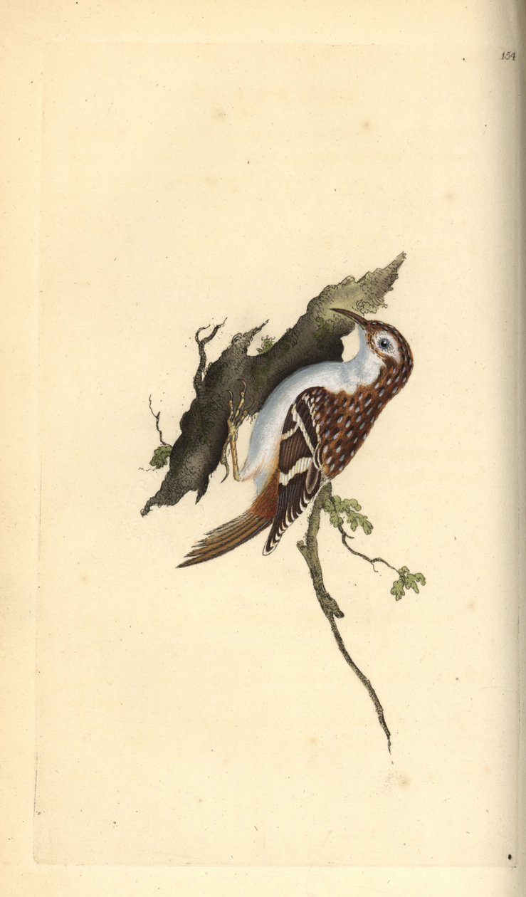 Brun ranka, Certhia familiaris. Handfärgad kopparplåt ritad och graverad av Edward Donovan från hans egen "Natural History of British Birds", London av Edward Donovan