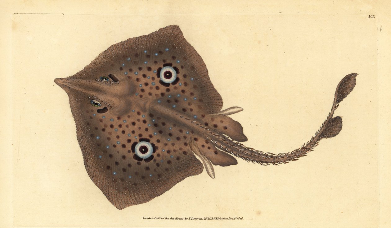 Brunrock eller spegelrocka, Raja miraletus. Handkolorerat kopparstick tecknat och graverat av Edward Donovan från hans Natural History of British Fishes, Donovan and F.C. and J. Rivington, London. av Edward Donovan