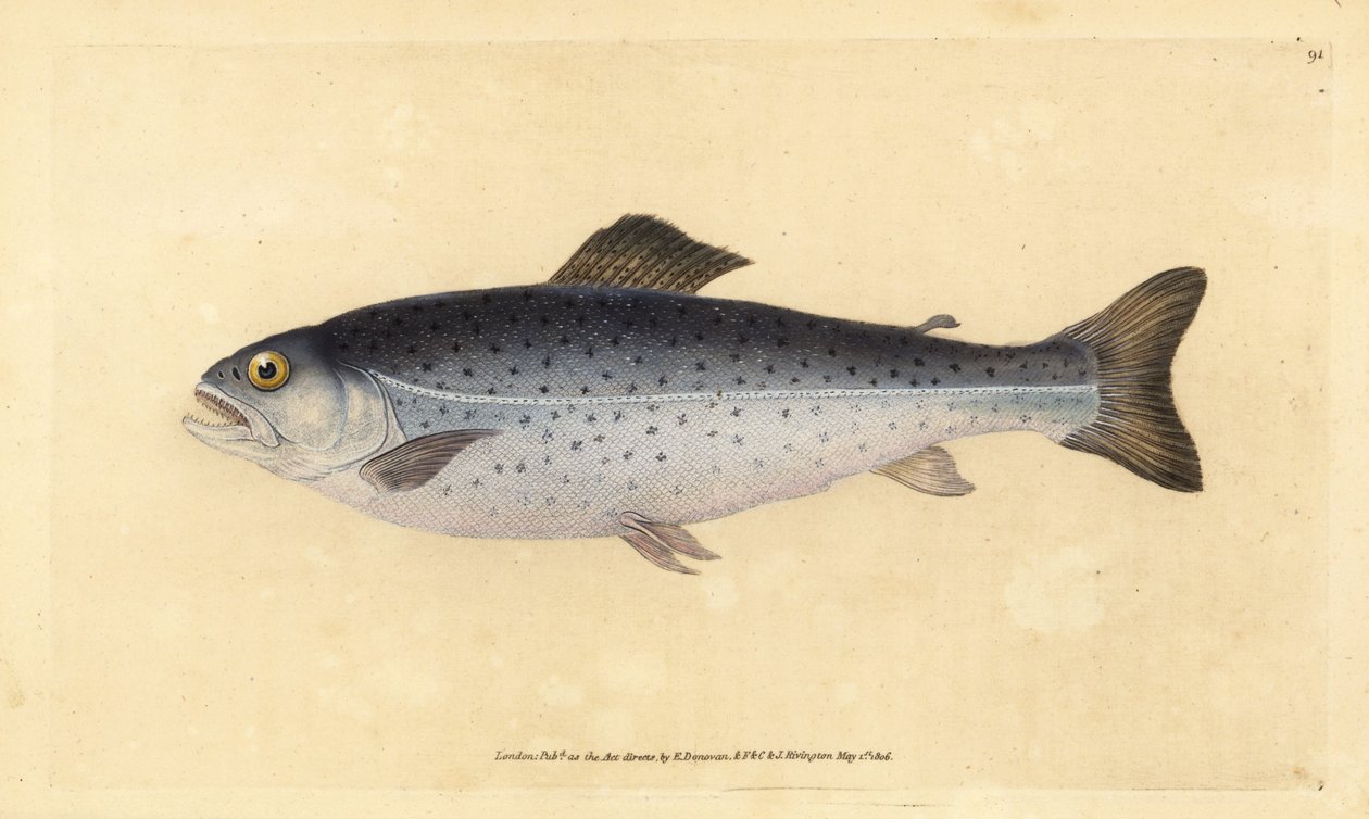 Öring, Salmo trutta (Sewen, Salmo cambricus). Handfärgad kopparplåt ritad och graverad av Edward Donovan från hans Natural History of British Fishes, Donovan och F.C. och J. Rivington, London av Edward Donovan
