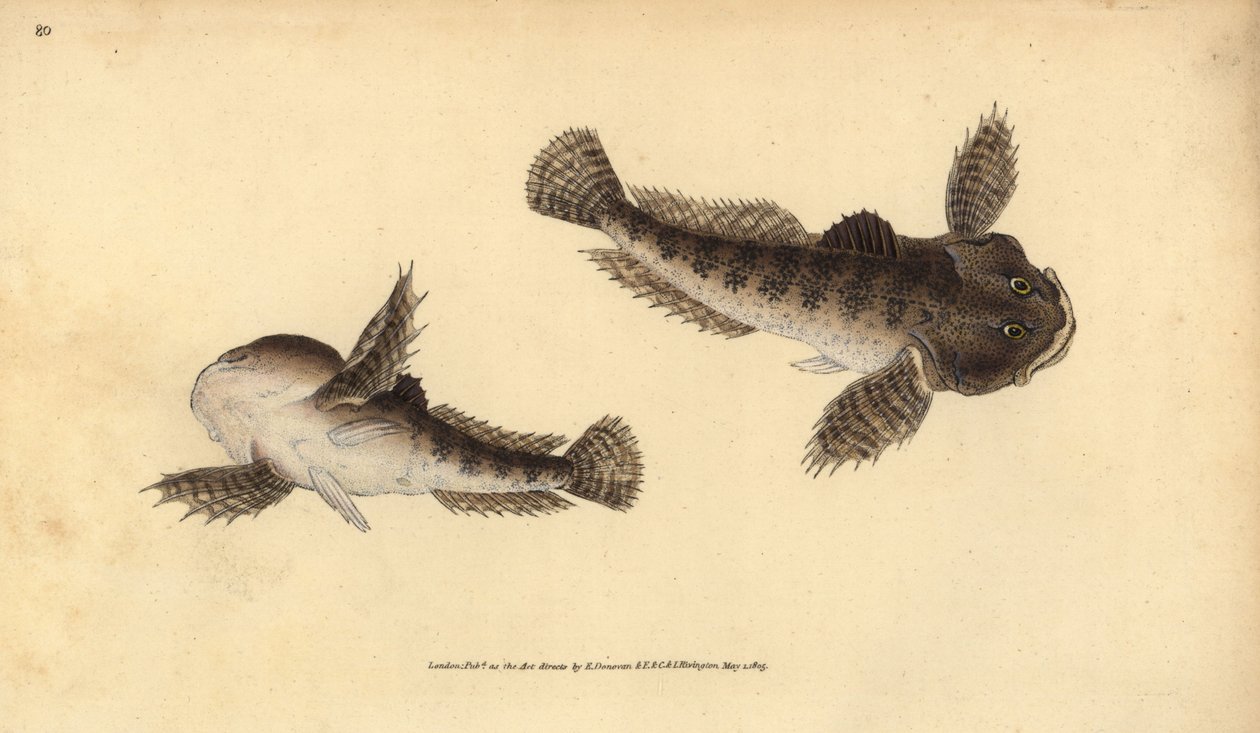 Tjurhuvud, Cottus gobio (flodens tjurhuvud). Handfärgad kopparplåt ritad och graverad av Edward Donovan från hans Natural History of British Fishes, Donovan och F.C. och J. Rivington, London av Edward Donovan