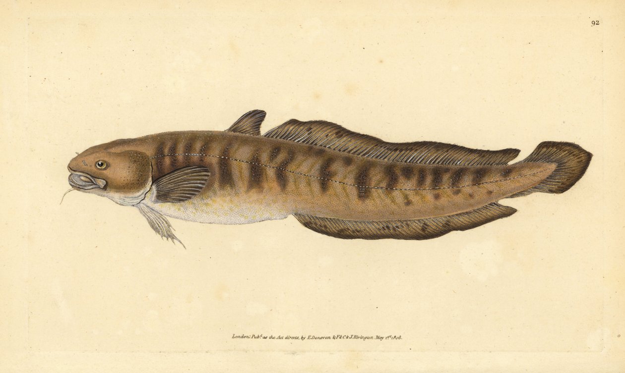 Burbot, Lota lota (Gadus lota). Handfärgad kopparplåt ritad och graverad av Edward Donovan från hans Natural History of British Fishes, Donovan och F.C. och J. Rivington, London av Edward Donovan