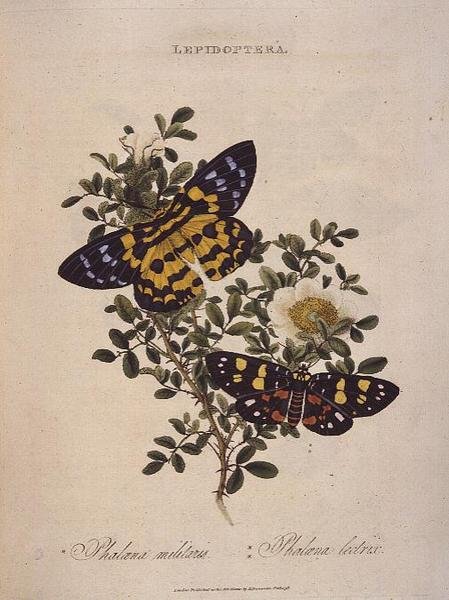 Fjärilar: Phalaena Militaris, Phalaena Lectrix, pub. av konstnären av Edward Donovan