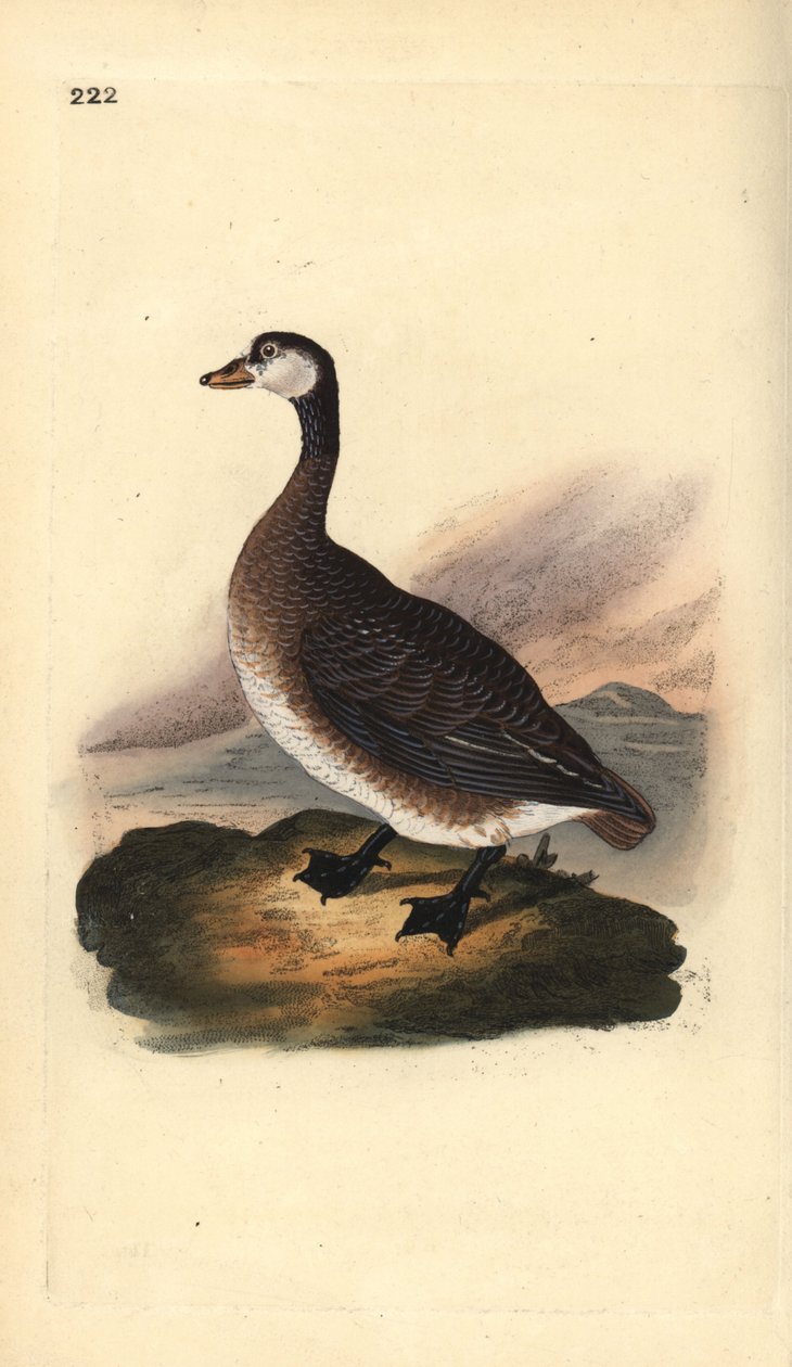 Kanadagås, Branta canadensis. Handfärgad kopparplåt ritad och graverad av Edward Donovan från hans egen "Natural History of British Birds", London av Edward Donovan