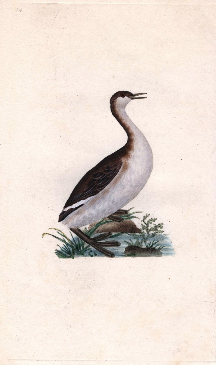 Castagny dopping. Tachybaptus ruficollis (Podiceps nigricans). Kopparstick av Edward Donovan (1768-1837), publicerad i Natural History of British Birds, London av Edward Donovan
