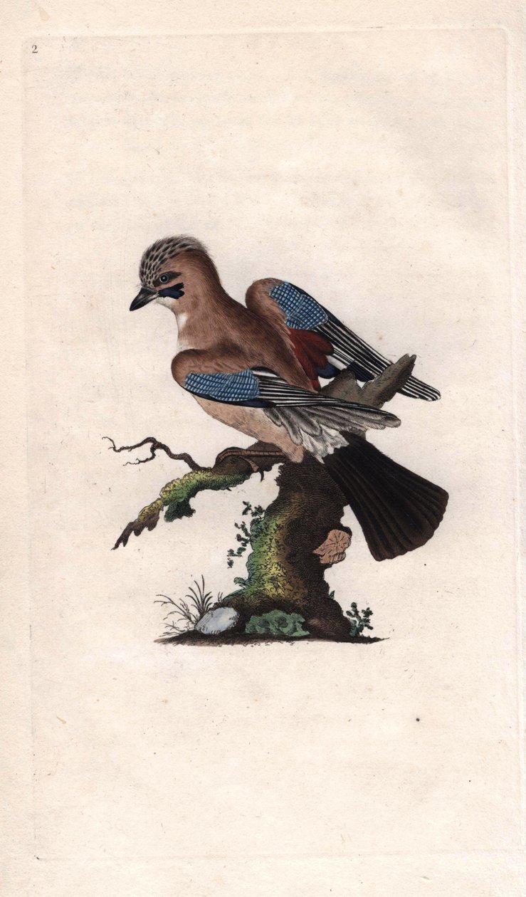 Chenes jay. Garrulus glandarius (Corvus glandarius). Kopparstick av Edward Donovan (1768-1837), publicerad i Natural History of British Birds, London av Edward Donovan