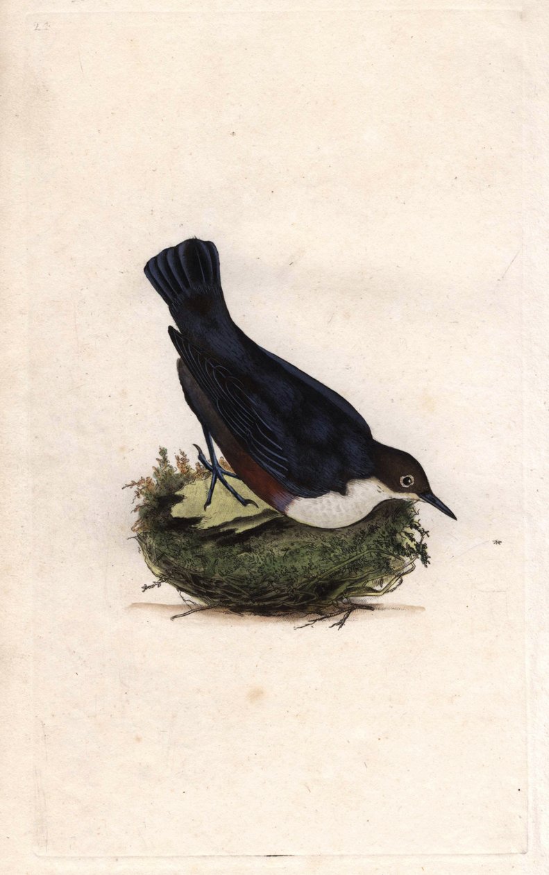 Cincle dykare. Cinclus cinclus (Sturnus cinclus). Kopparstick av Edward Donovan (1768-1837), publicerad i Natural History of British Birds, London av Edward Donovan
