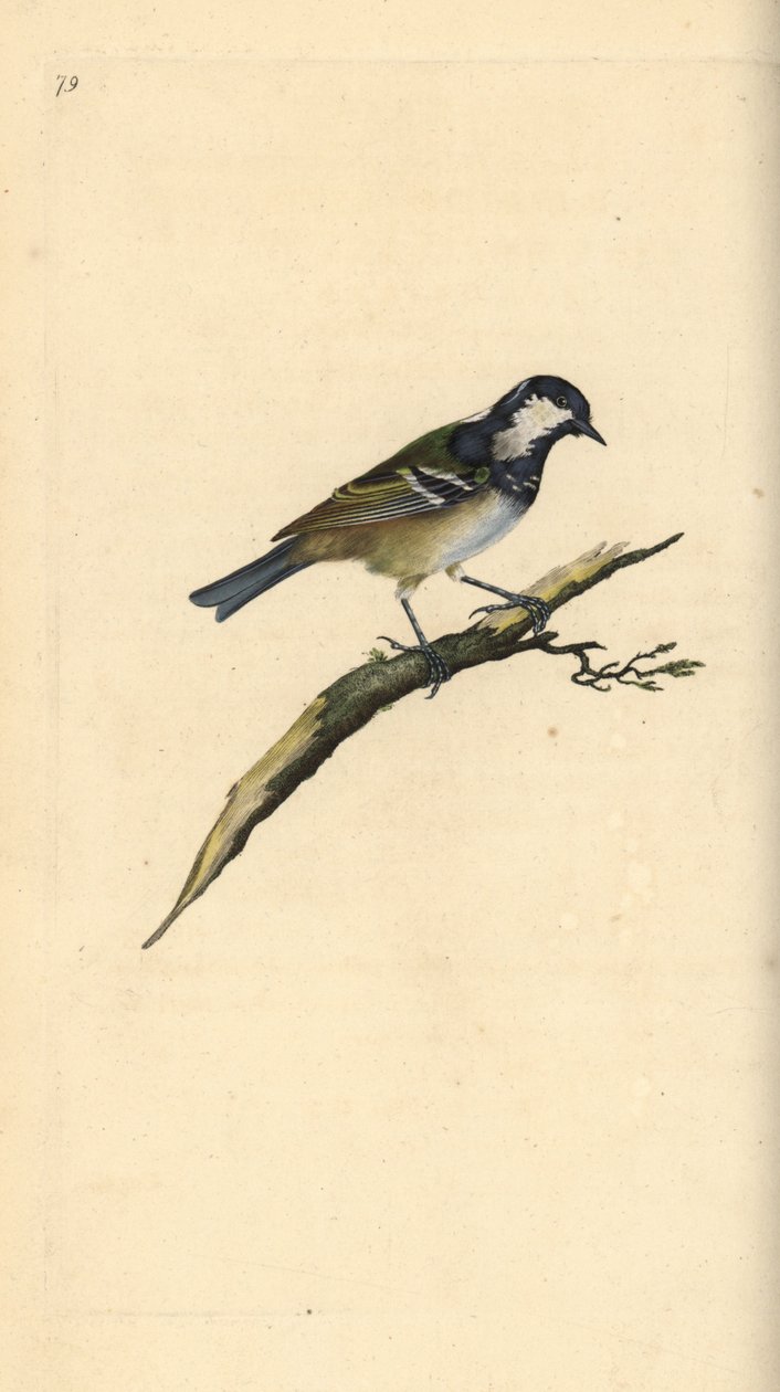 Kol det, Periparus ater. Handfärgad kopparplåt ritad och graverad av Edward Donovan från hans egen "Natural History of British Birds", London av Edward Donovan