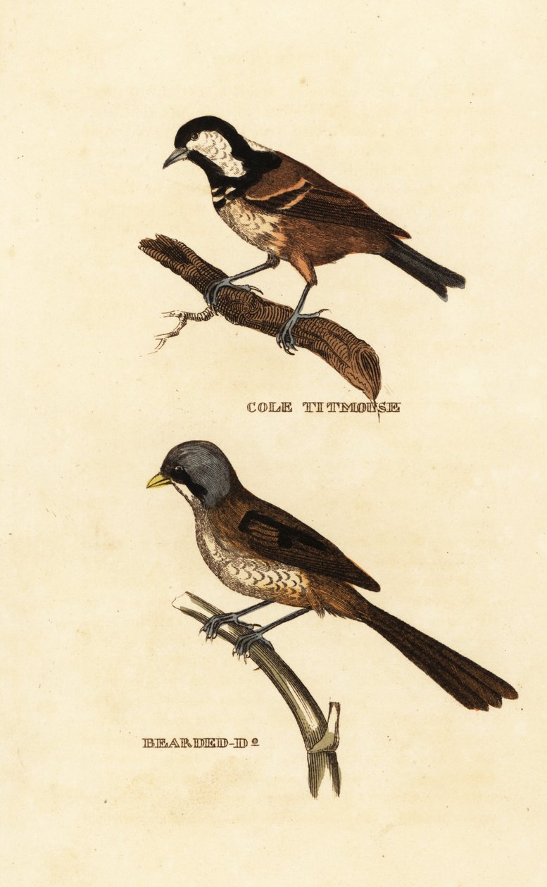 Kolmes, Parus ater, och skäggig spoling, Panurus biarmicus av Edward Donovan