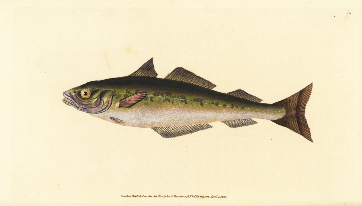 Sej eller sej, Pollachius virens (Gadus carbonarius). Handfärgad kopparplåt ritad och graverad av Edward Donovan från hans Natural History of British Fishes, Donovan och F.C. och J. Rivington, London av Edward Donovan