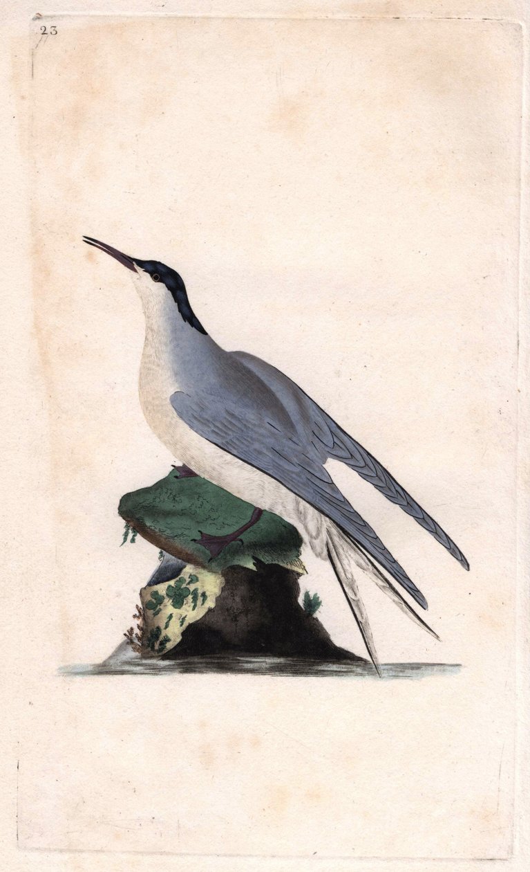 Vanlig tärna. Sterna hirundo. Kopparstick av Edward Donovan (1768-1837), publicerad i Natural History of British Birds, London av Edward Donovan