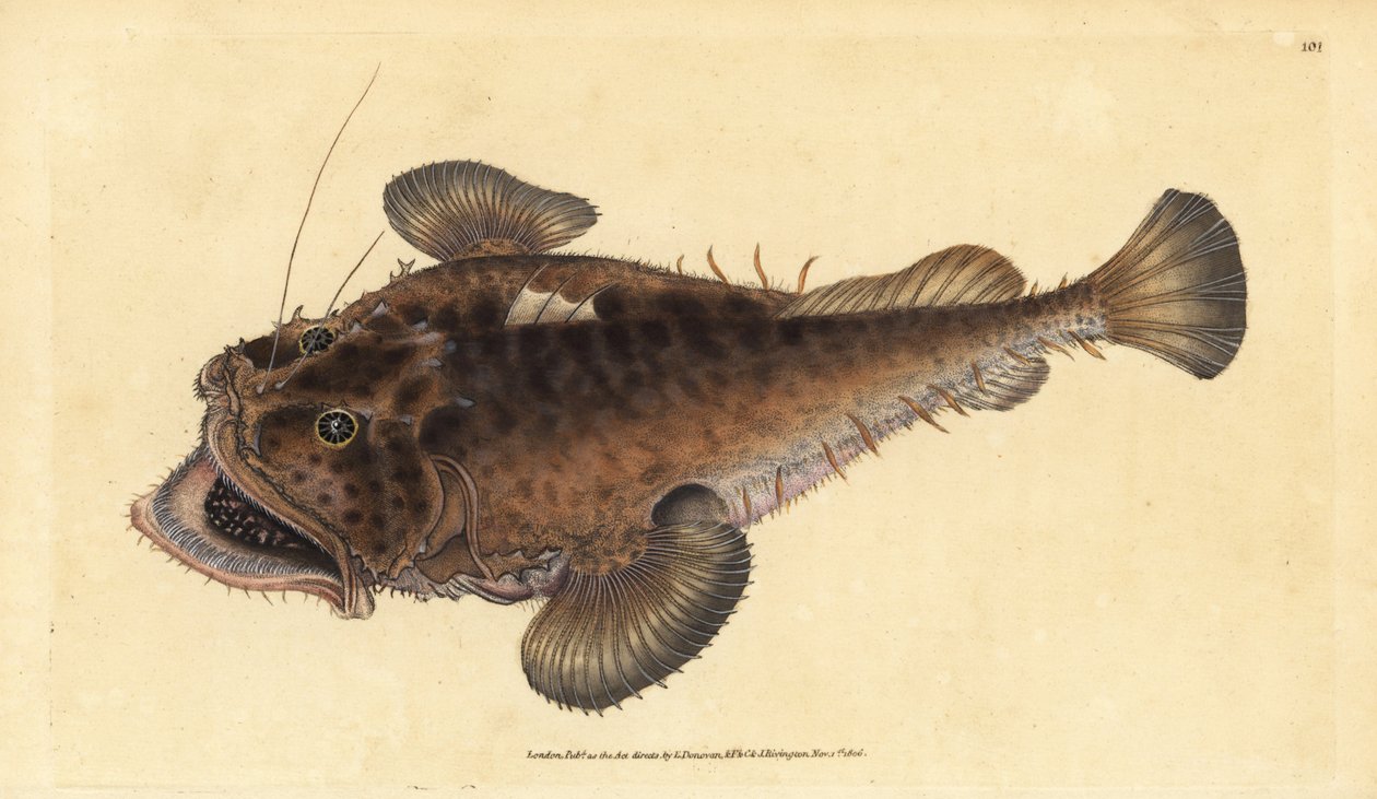 Vanlig sportfiskare, Lophius piscatorius. Handfärgad kopparplåt ritad och graverad av Edward Donovan från hans Natural History of British Fishes, Donovan och F.C. och J. Rivington, London av Edward Donovan