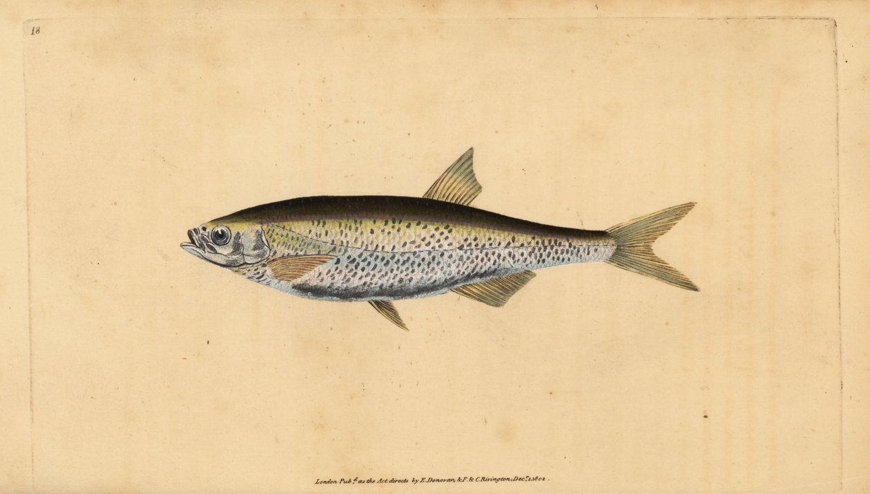 Vanlig dyster, Alburnus alburnus (Cyprinus alburnus). Handfärgad kopparplåt ritad och graverad av Edward Donovan från hans Natural History of British Fishes, Donovan och F.C. och J. Rivington, London av Edward Donovan