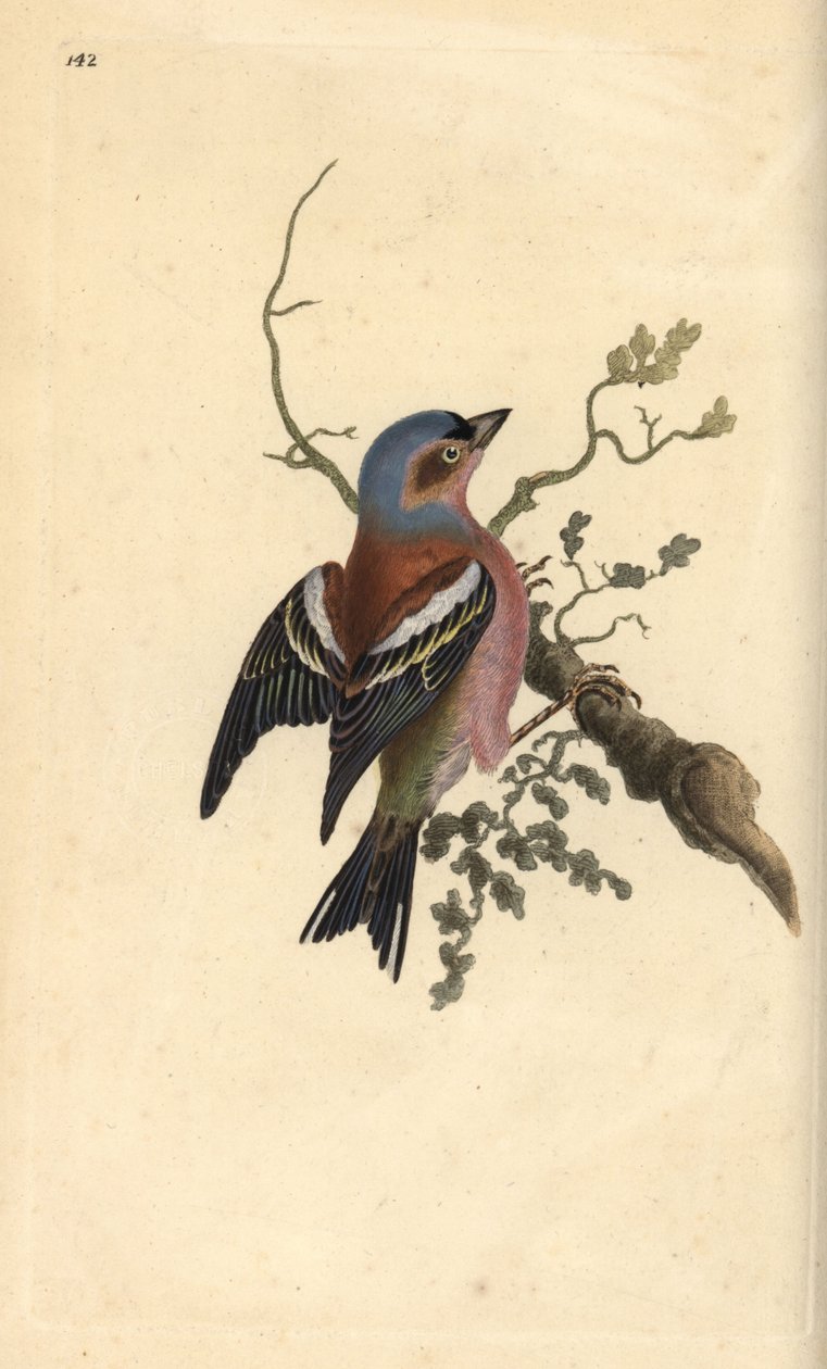 Vanlig bofink, Fringilla coelebs. Handfärgad kopparplåt ritad och graverad av Edward Donovan från hans egen "Natural History of British Birds", London av Edward Donovan
