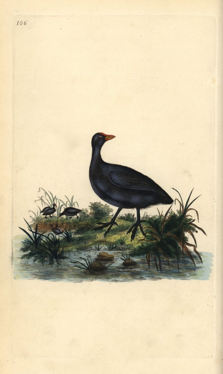 Sothöns, Fulica atra. Handfärgad kopparplåt ritad och graverad av Edward Donovan från hans egen "Natural History of British Birds", London av Edward Donovan