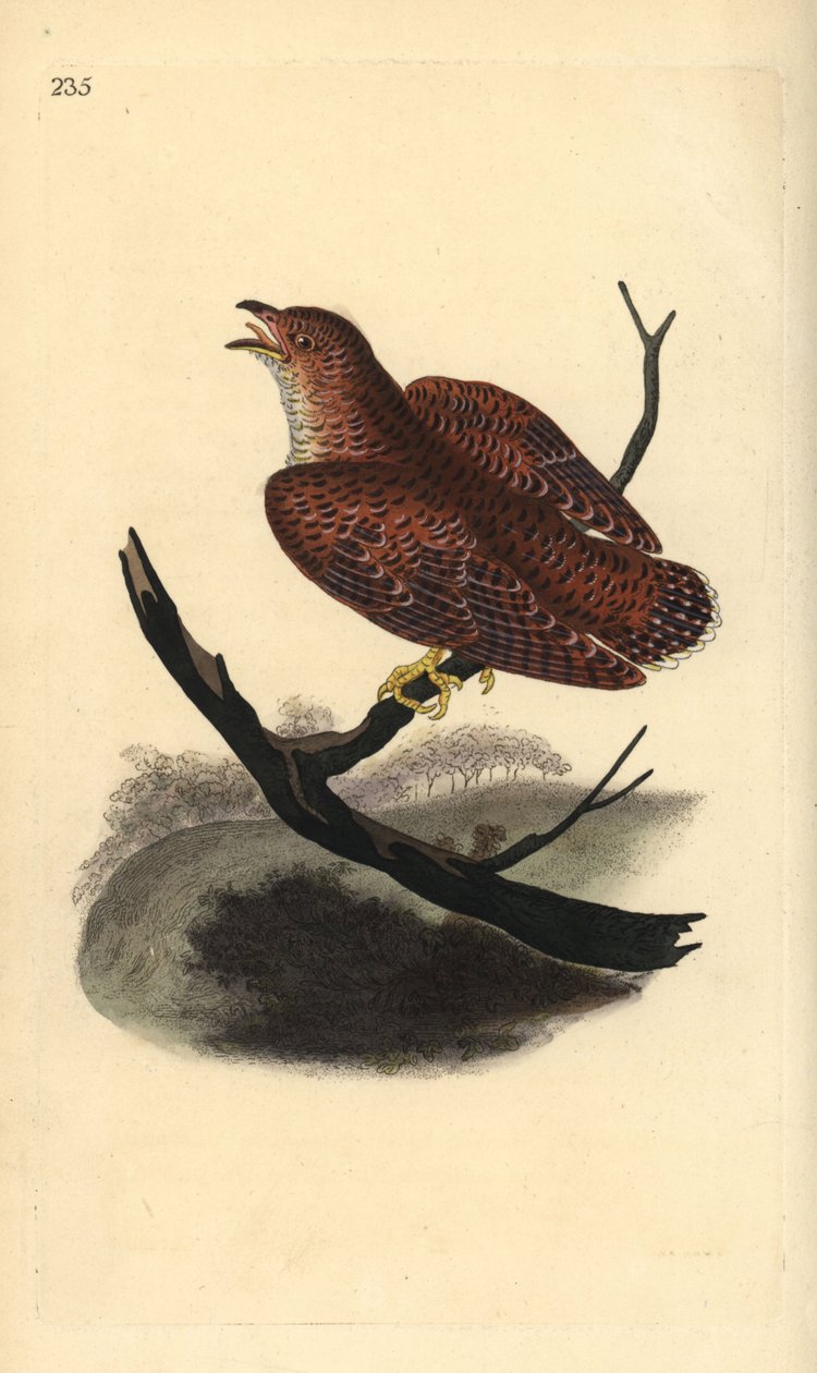 Vanlig gök (ung), Cuculus canorus. Handfärgad kopparplåt ritad och graverad av Edward Donovan från hans egen "Natural History of British Birds", London av Edward Donovan