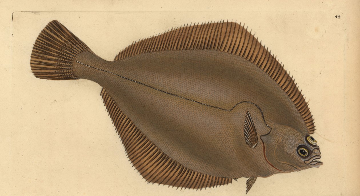 Vanlig dab, Limanda limanda (Pleuronectes limanda). Handfärgad kopparplåt ritad och graverad av Edward Donovan från hans Natural History of British Fishes, Donovan och F.C. och J. Rivington, London av Edward Donovan