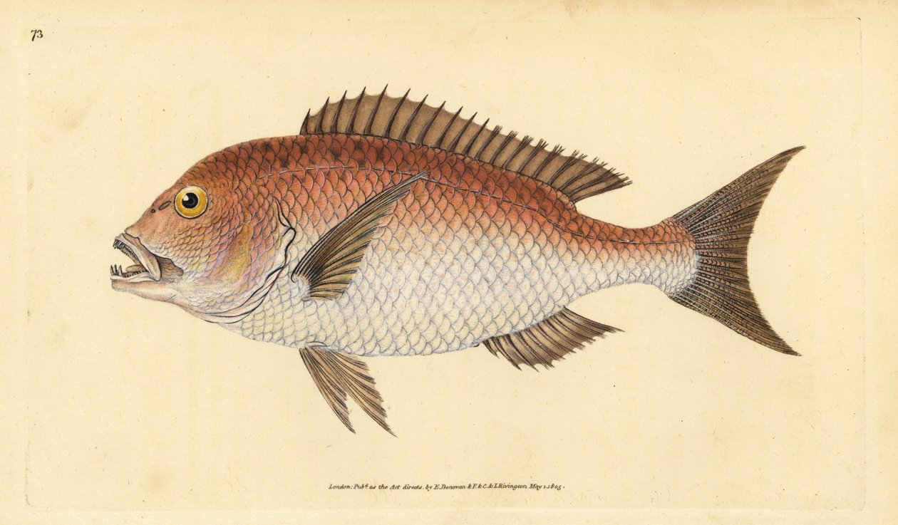 Vanlig dentex, dentex dentex. Sårbar. (Fyrtandad sparus, Sparus dentex). Handfärgad kopparplåt ritad och graverad av Edward Donovan från hans Natural History of British Fishes, Donovan och F.C. och J. Rivington, London av Edward Donovan