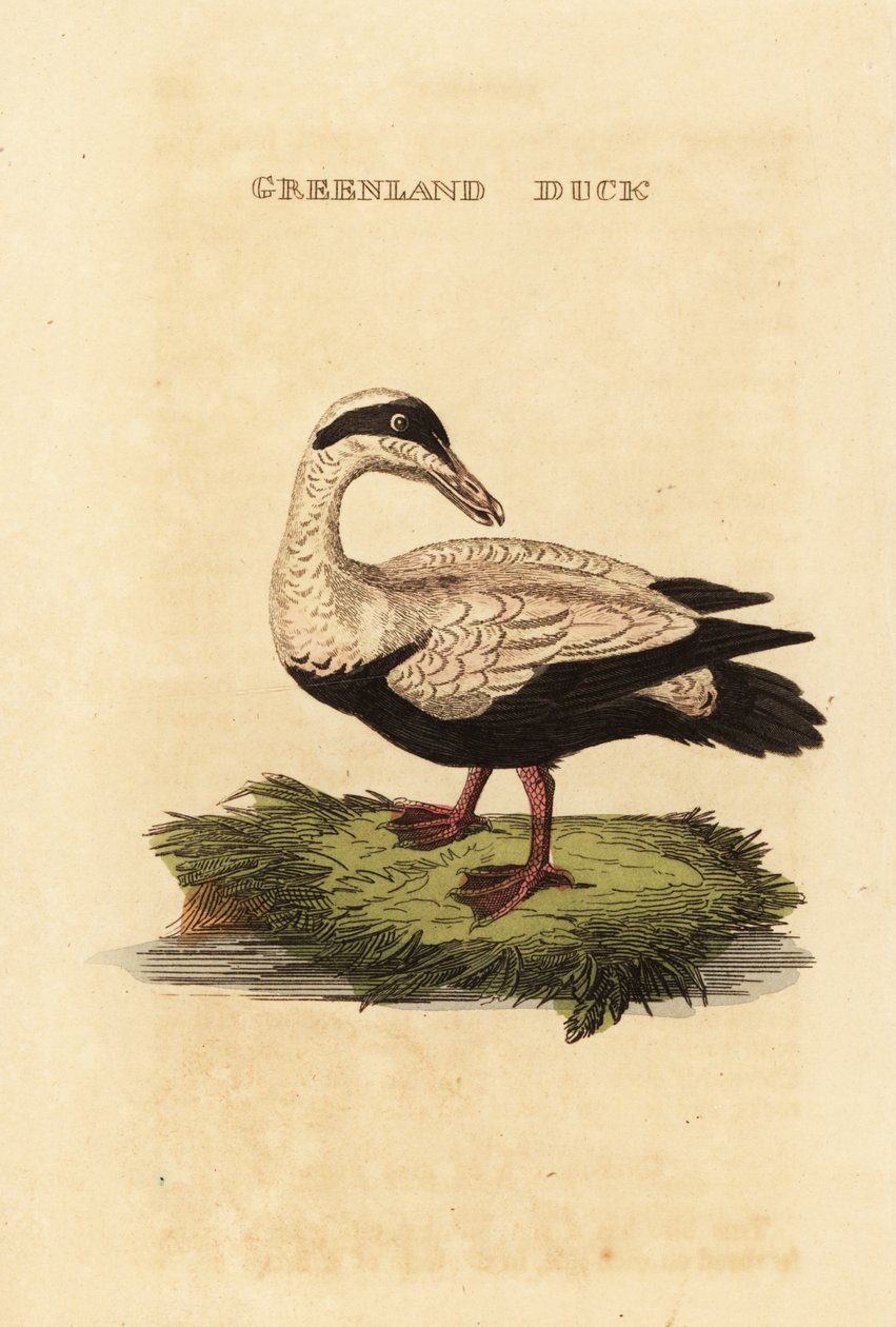 Ejder, Somateria av Edward Donovan
