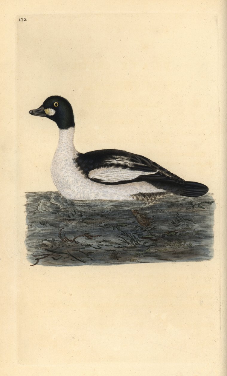 Vanlig guldöga, Bucephala clangula. Handfärgad kopparplåt ritad och graverad av Edward Donovan från hans egen "Natural History of British Birds" (1794-1819). Edward Donovan (1768-1837) var en anglo-irländsk amatörzoolog, författare, konstnär och gravör. H av Edward Donovan